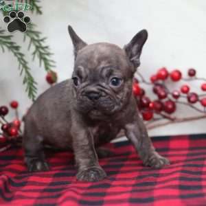 Truffle, French Bulldog Puppy